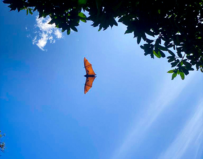 Pemba Flying Fox Tour